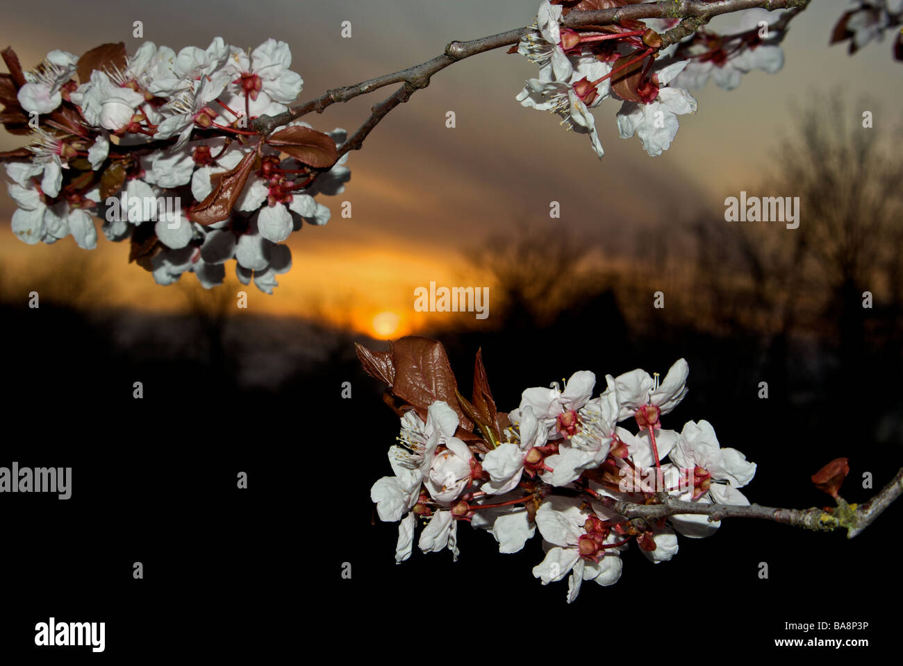 Japanese cherry blossoms at sunset Stock Photo