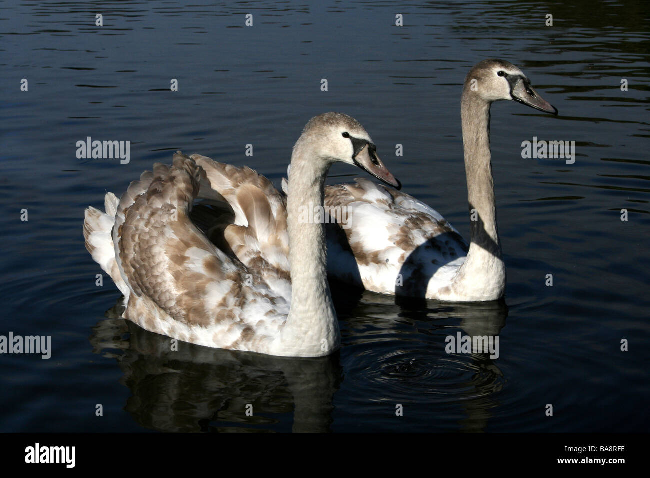 Two Grown Mute Swan Cygnus olor Cygnets In Sunlight Stock Photo