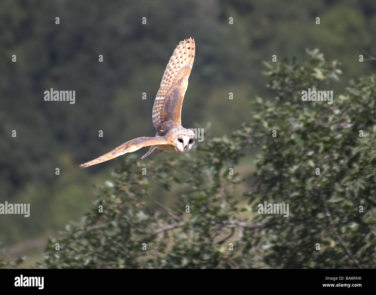Barn Owl 'Tyto alba' in flight over a hedge. Stock Photo
