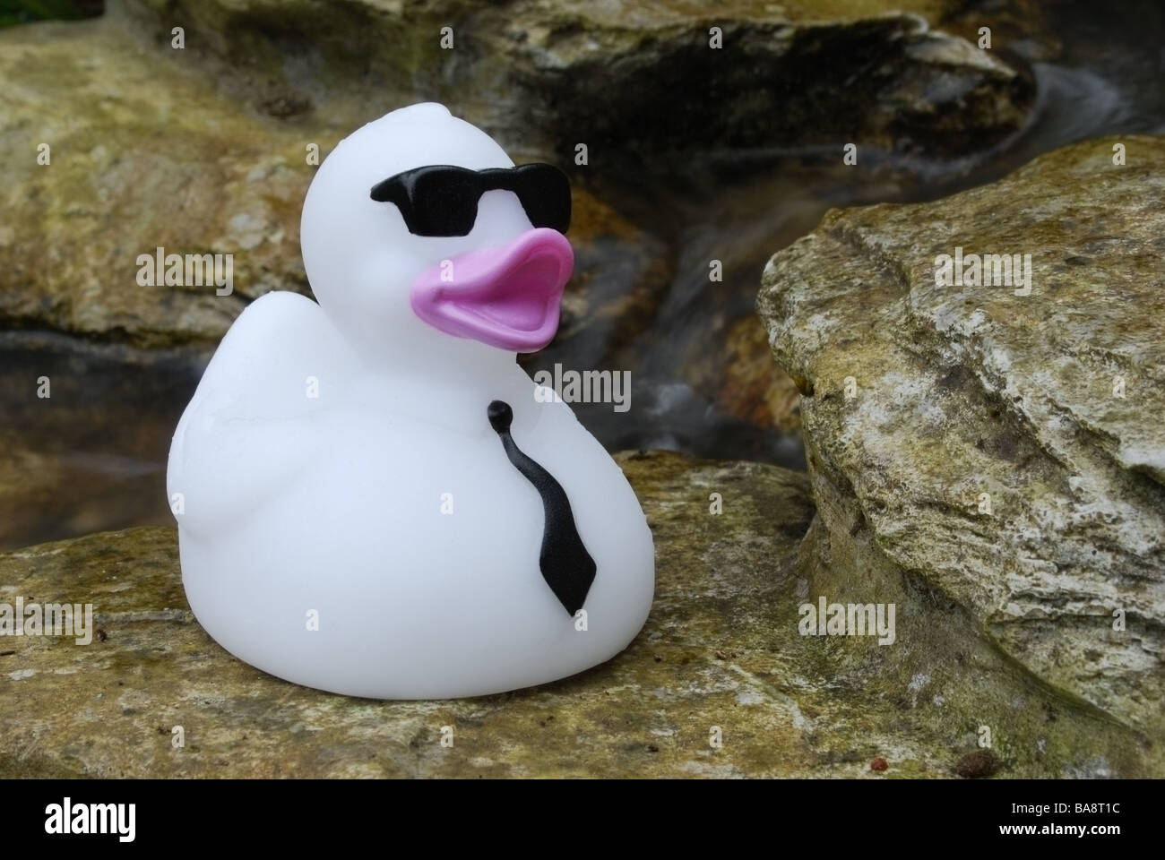 White rubber duck dressed for the party Stock Photo