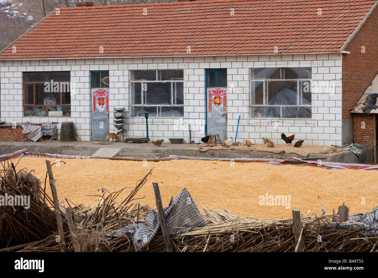 Maize stored outside a farmhouse in Heilongjiang Province Northern