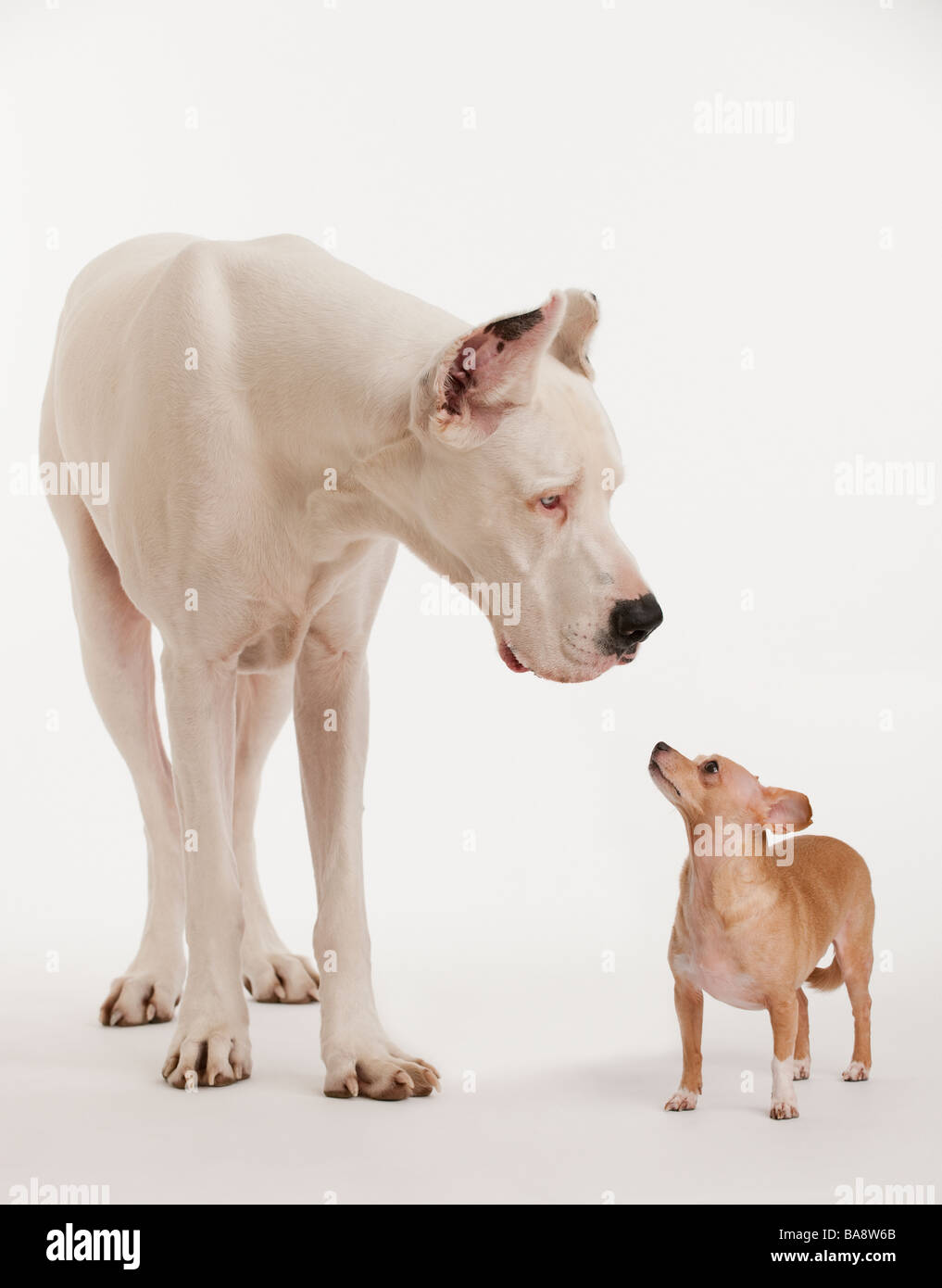 Small and large dogs looking at each other Stock Photo