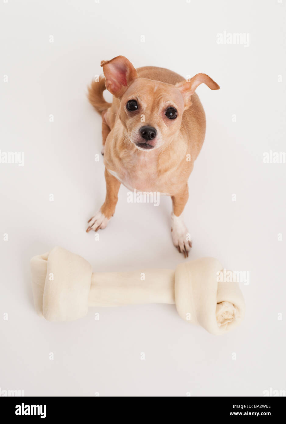 Small dog with big bone Stock Photo