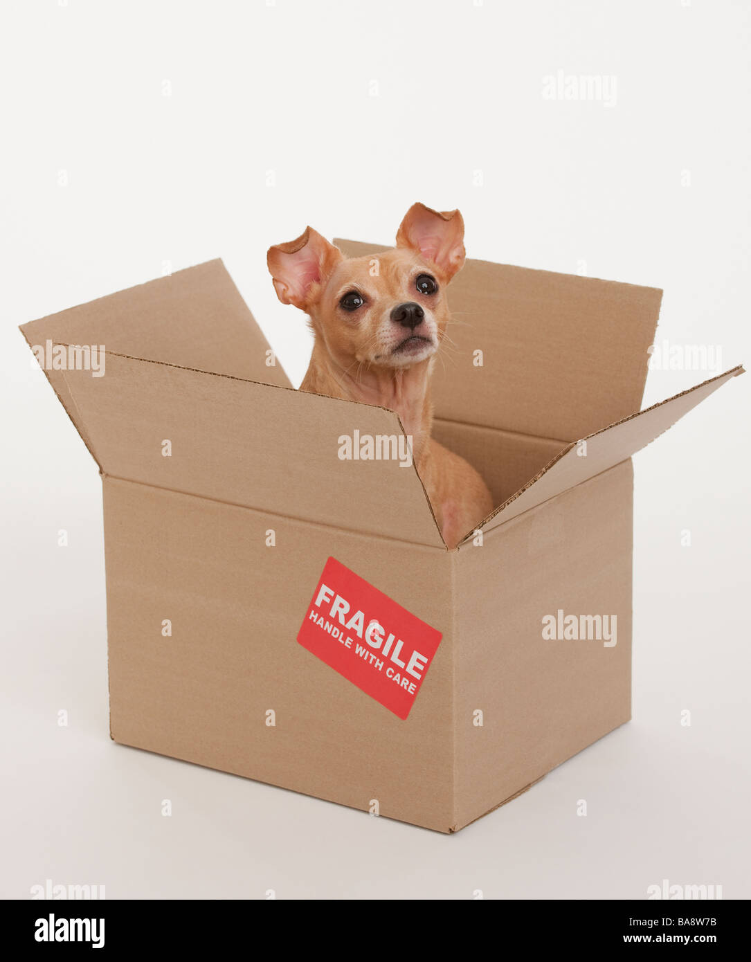 Small dog sitting in box marked fragile Stock Photo