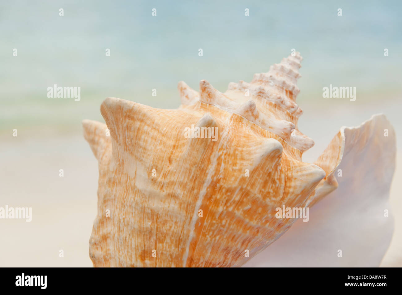 Conch shell hi-res stock photography and images - Alamy