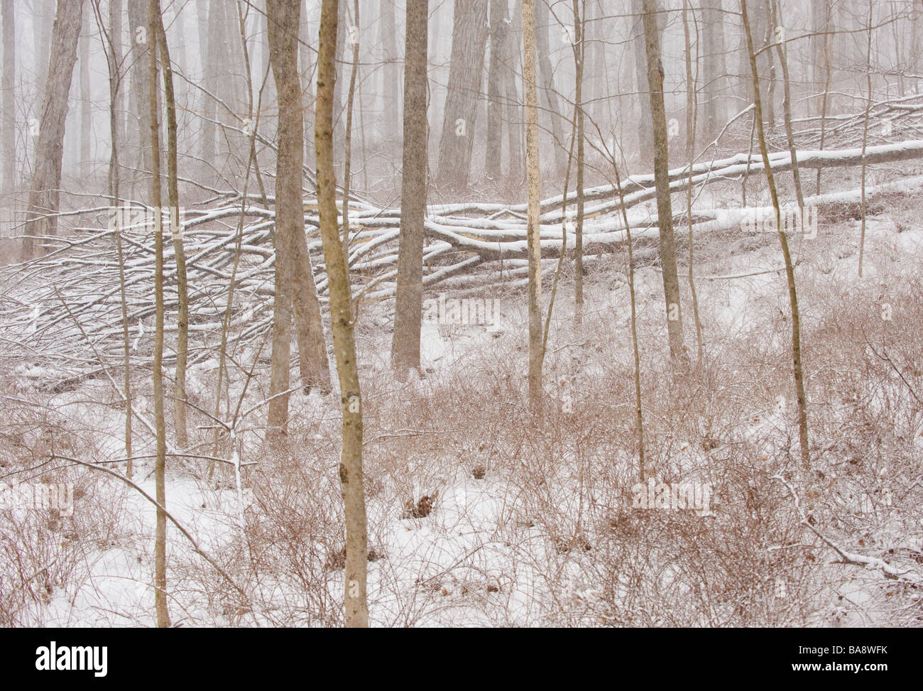 Forest in winter Stock Photo - Alamy