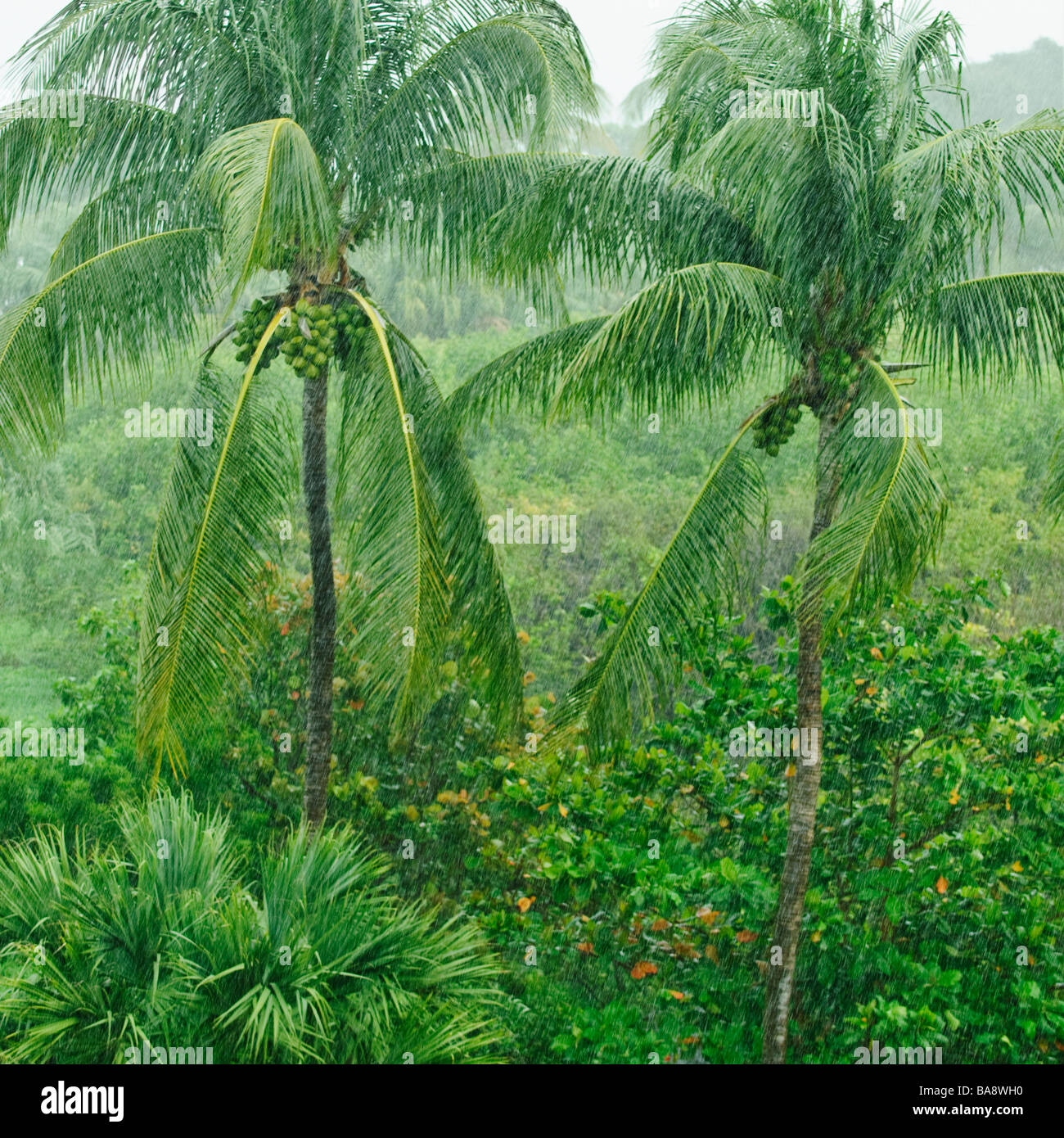 Tropical rainforest Stock Photo