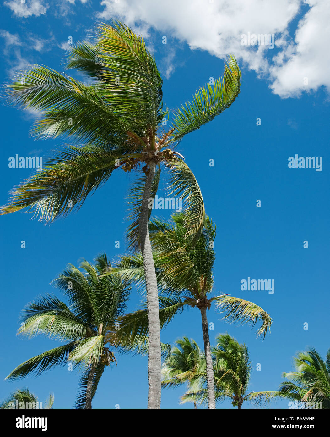 Palm trees in wind Stock Photo Alamy