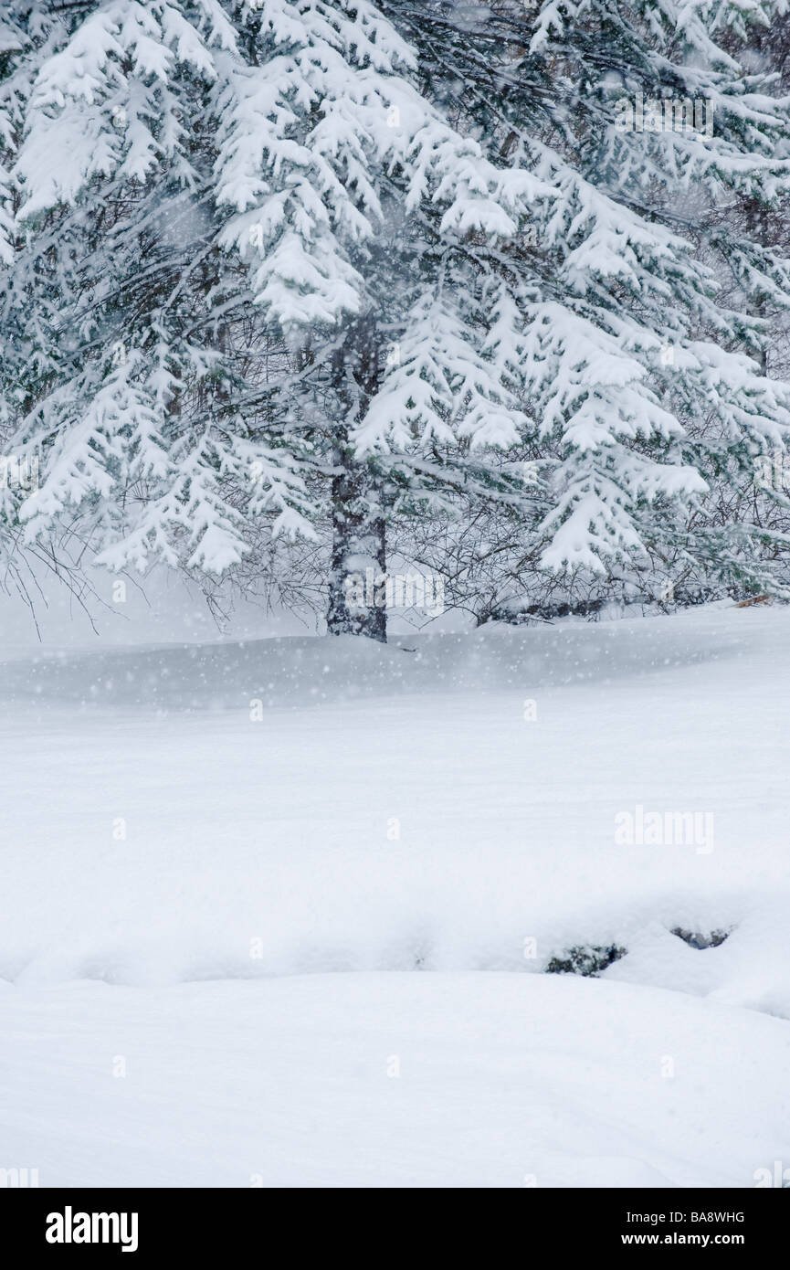 Snowy forest in winter Stock Photo - Alamy