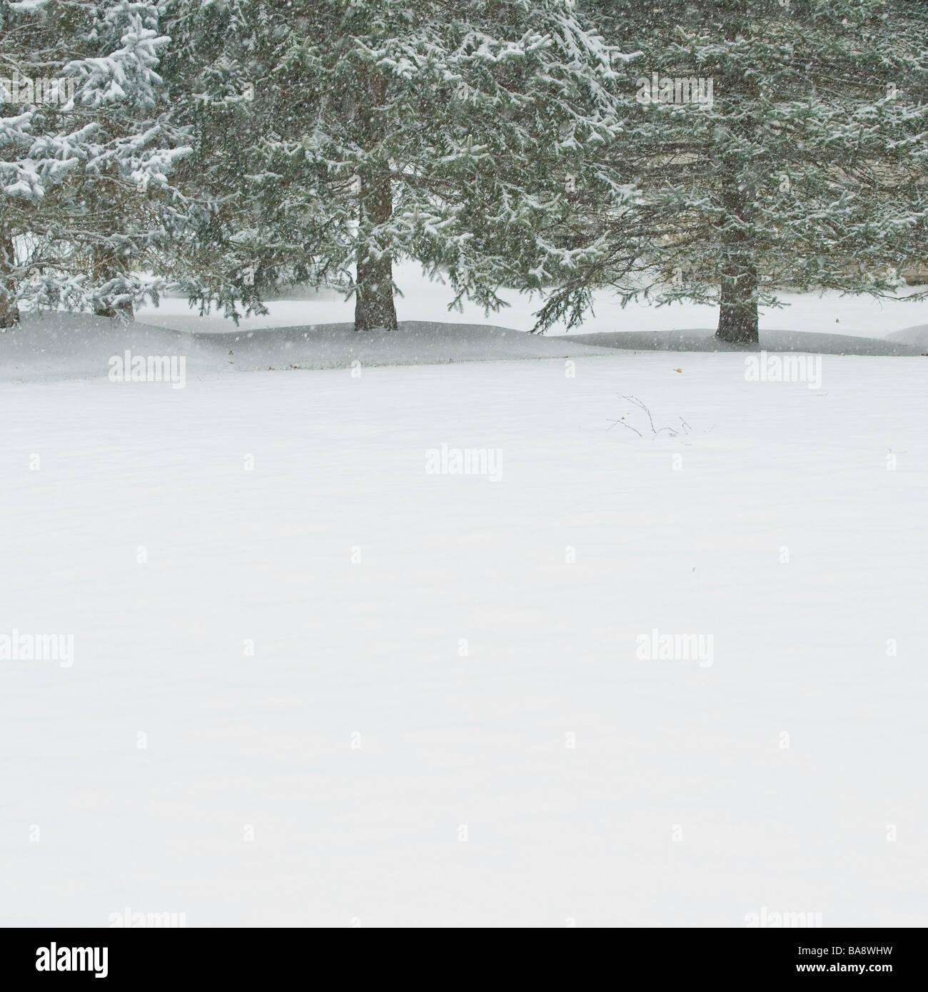 Snowy forest in winter Stock Photo - Alamy