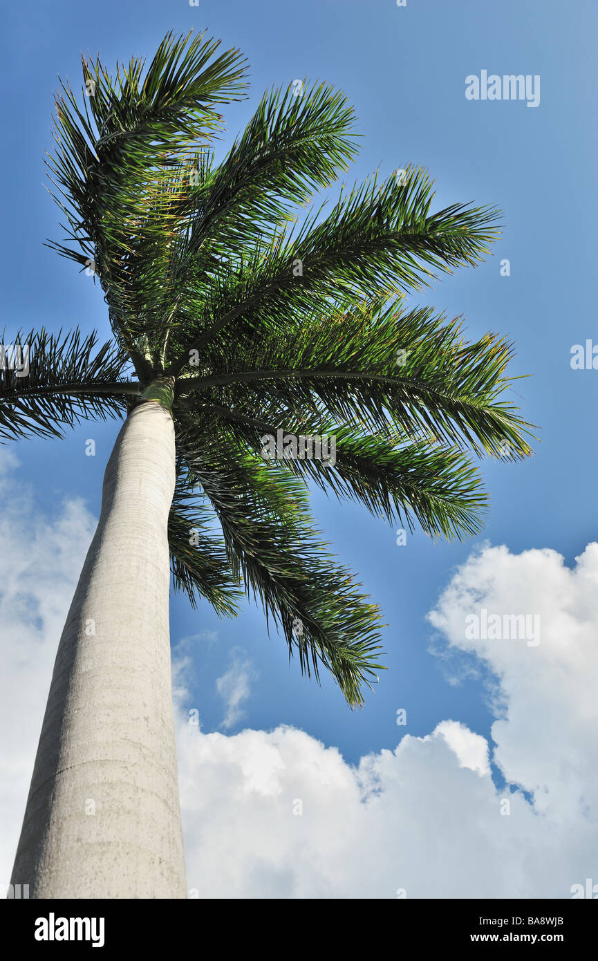 Cuban Cigar palm tree and blue sky Stock Photo