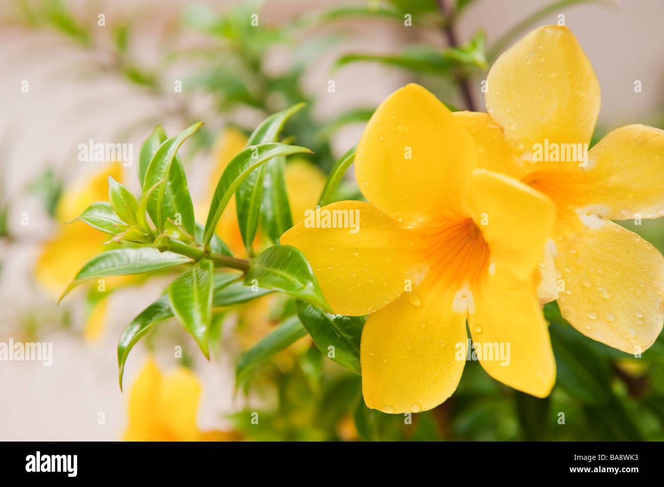 Flower tropical islands hi-res stock photography and images - Alamy