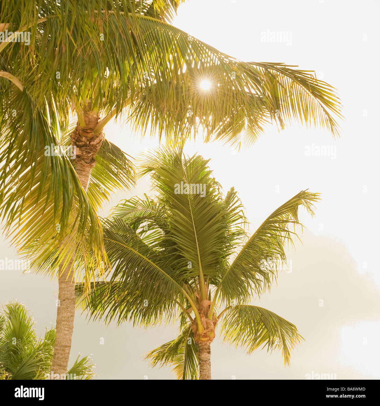 Tropical palm trees hi-res stock photography and images - Alamy