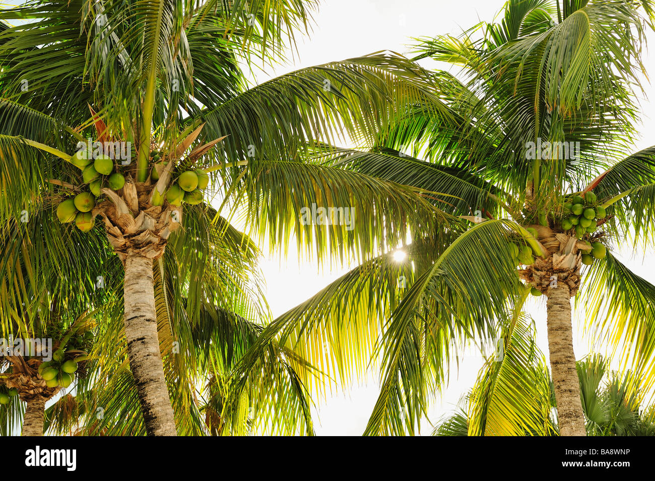 Coconuts in palm trees Stock Photo