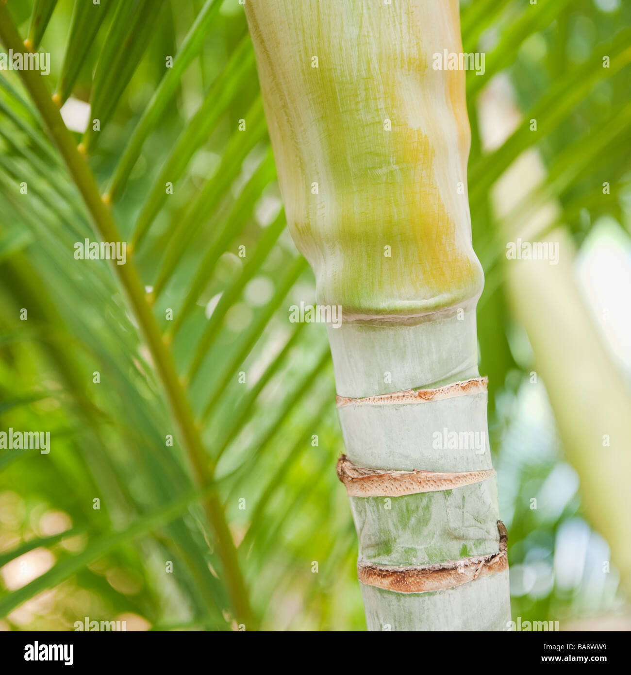 Close up of tropical plant Stock Photo - Alamy