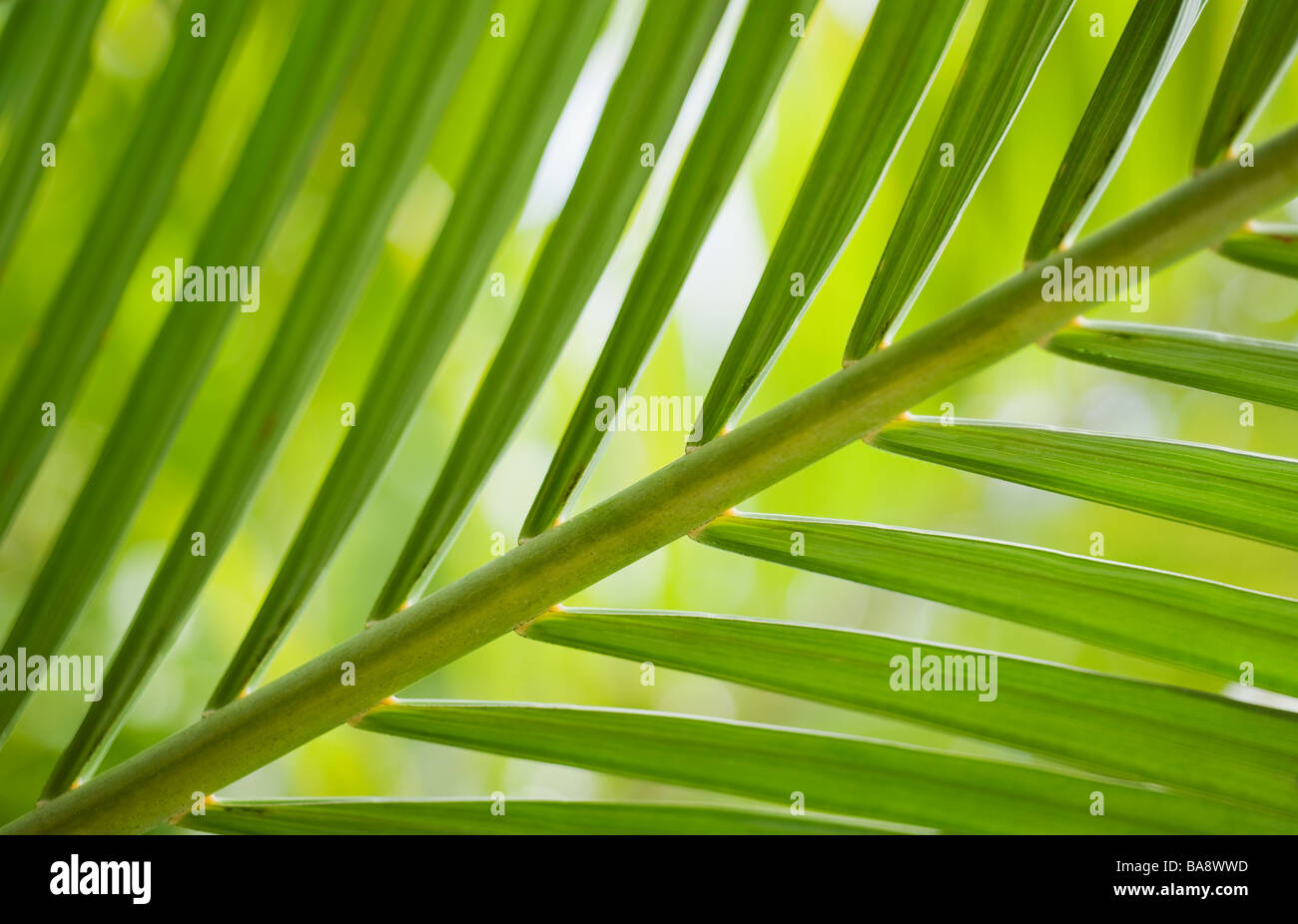 Close up of tropical plant Stock Photo - Alamy
