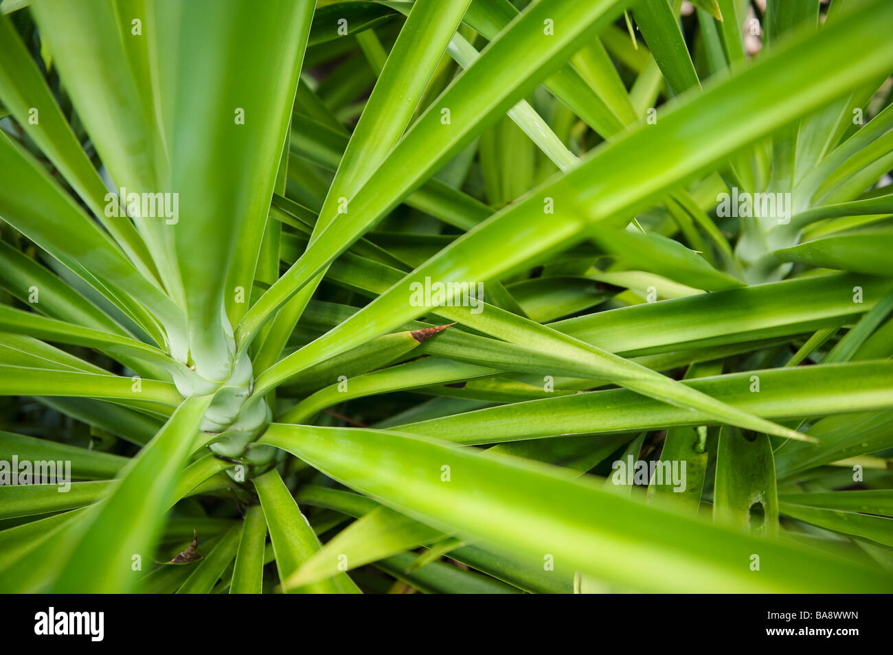 Close up of tropical plant Stock Photo - Alamy