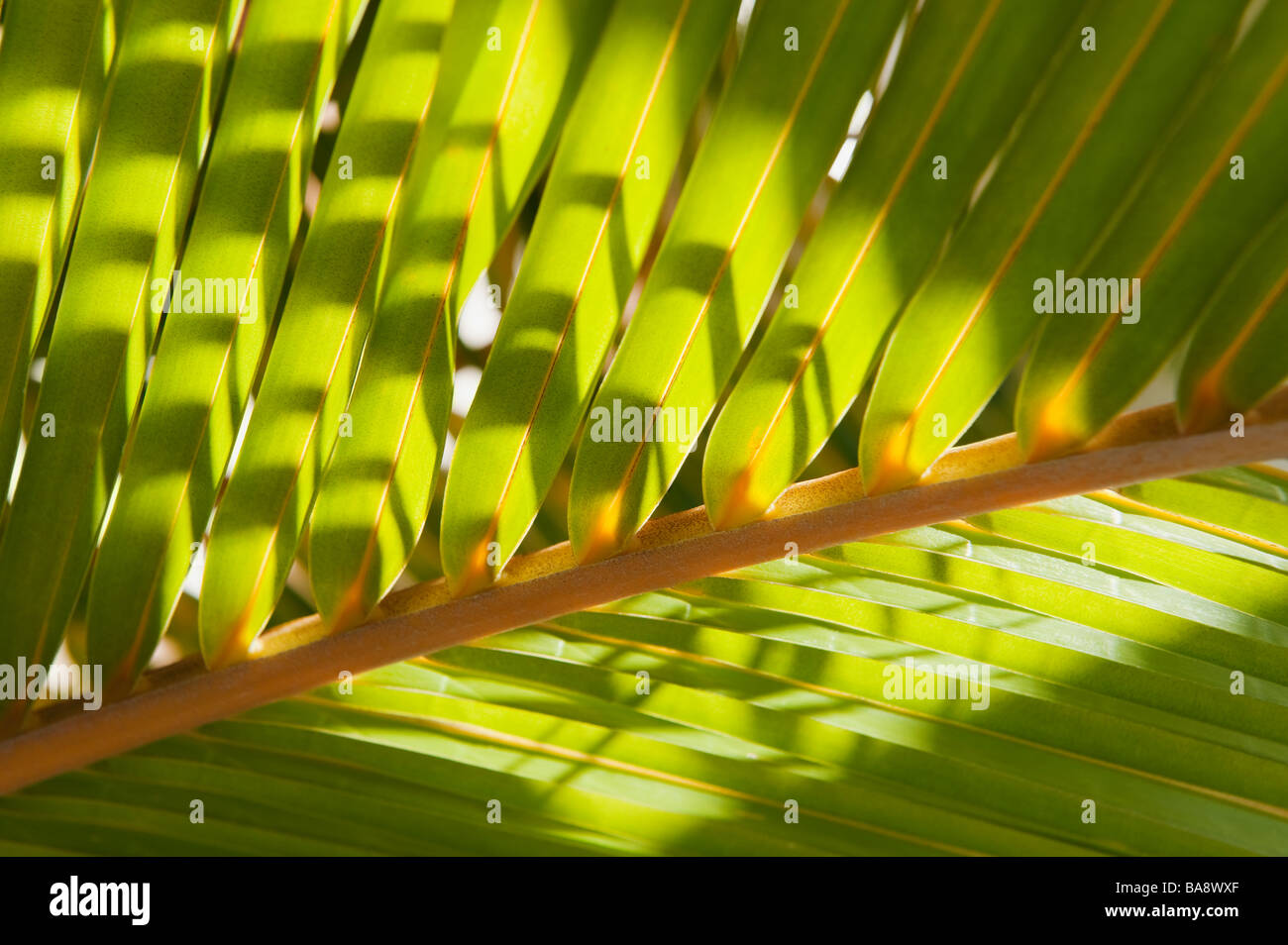 Close up of tropical palm frond Stock Photo
