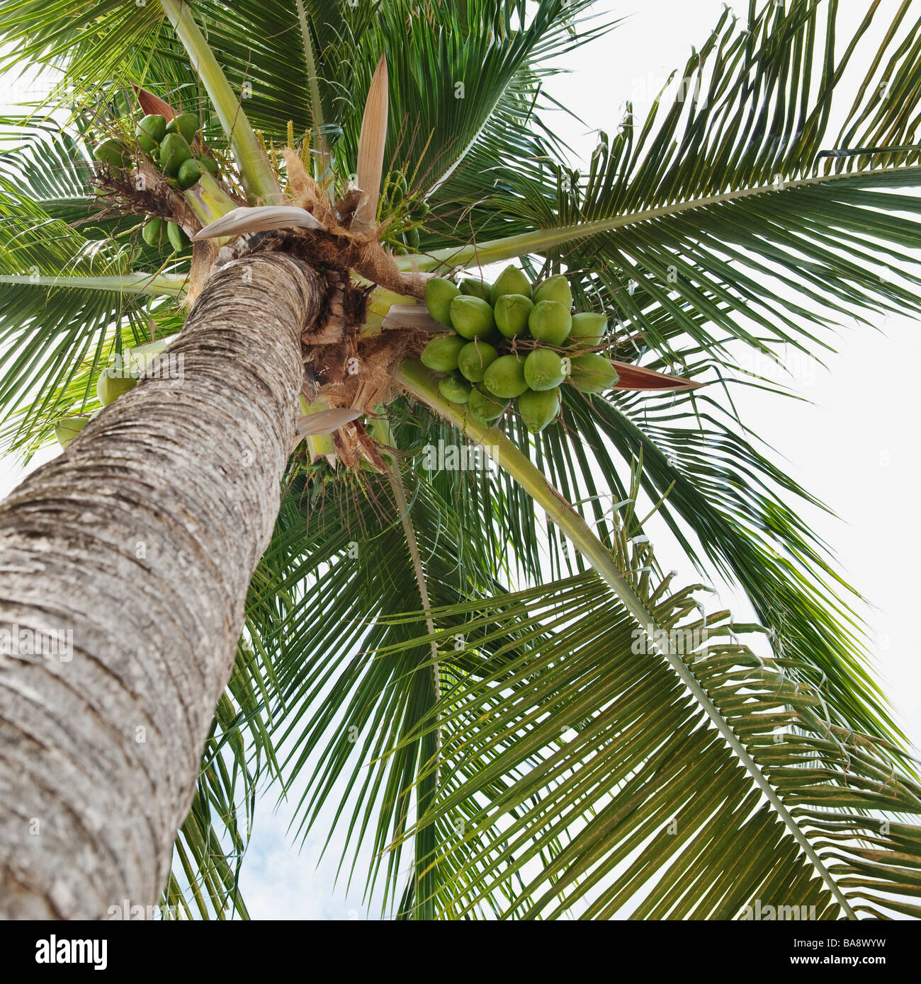 Palm tree and coconuts Stock Photo