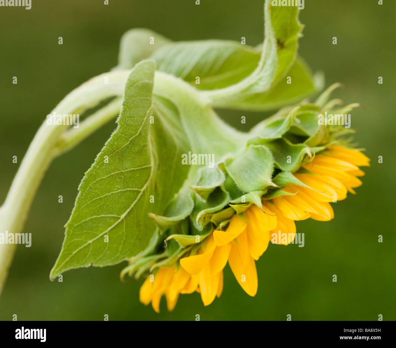 Drooping sunflower hi-res stock photography and images - Alamy