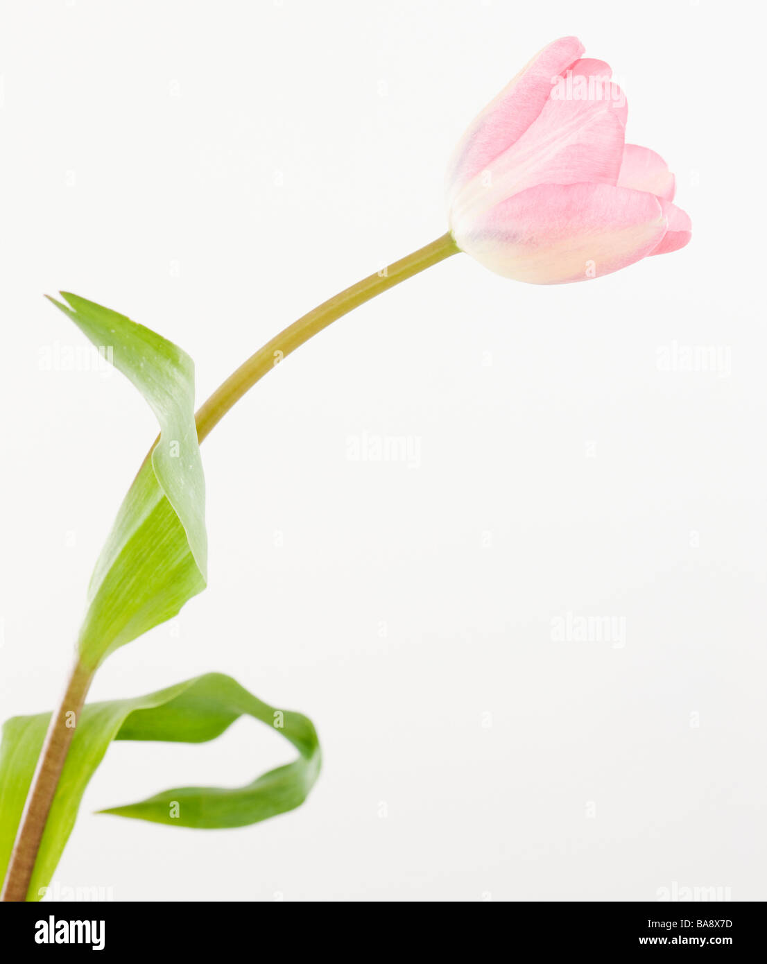 Pink tulip hi-res stock photography and images - Alamy