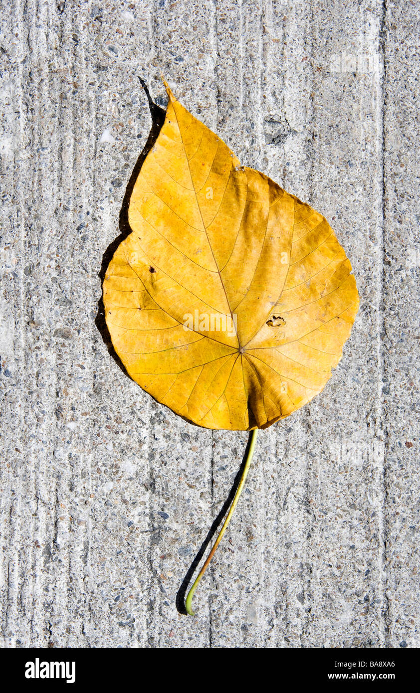 A yellow leaf fallen on concrete pavement Stock Photo - Alamy