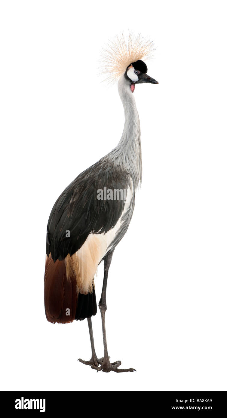 Grey Crowned Crane Balearica regulorum 18 months in front of a white background Stock Photo