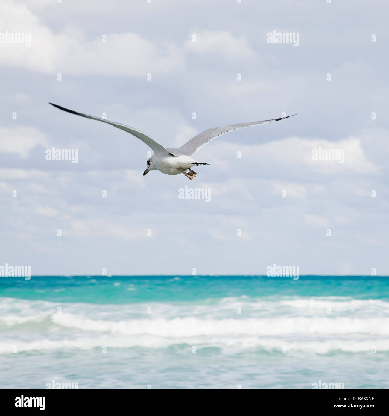 Seagull flying over ocean Stock Photo