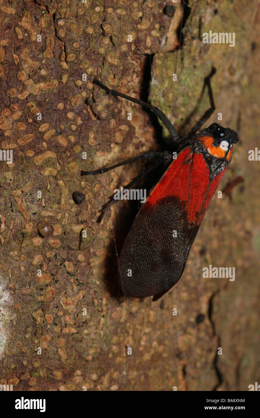 Fulgoridae hires stock photography and images Alamy