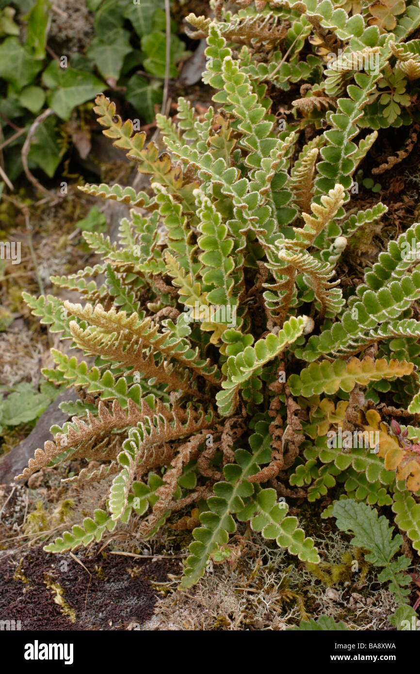 Rustyback fern Ceterach officinarum on an old wall UK Stock Photo