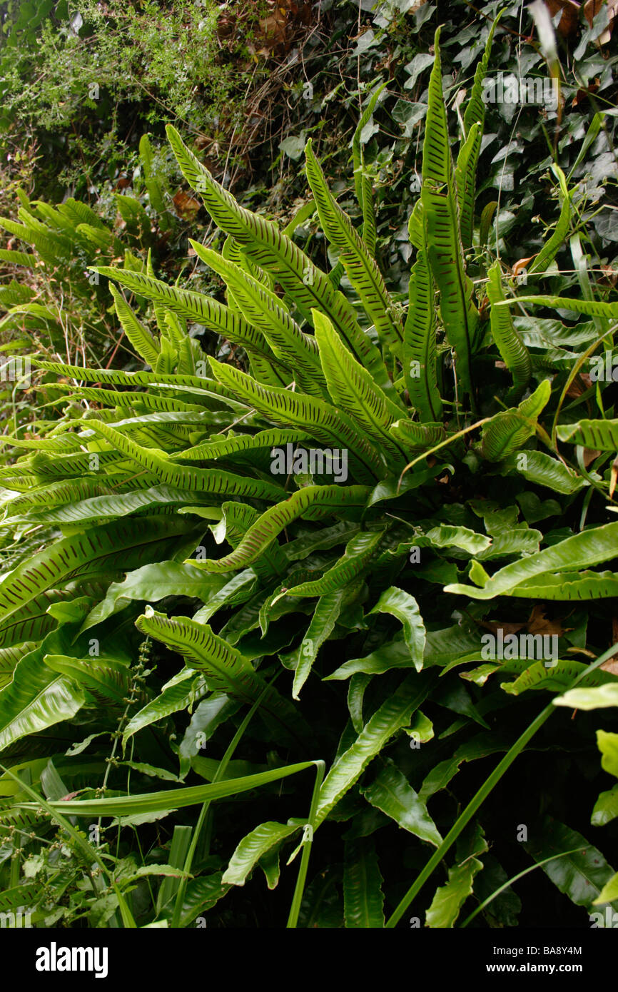Hart s tongue ferns Phyllitis scolopendrium Aspleniaceae showing lines of sori on the undersides UK Stock Photo