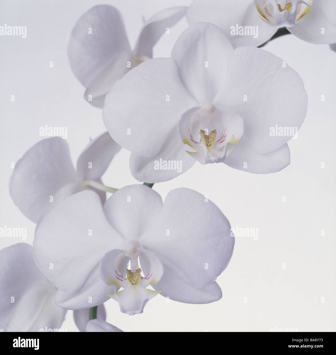 Delicate white orchid flowers hi-res stock photography and images - Alamy