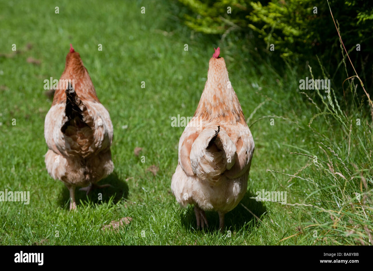 TWO FREE RANGE BROWN HENS FROM THE REAR Stock Photo