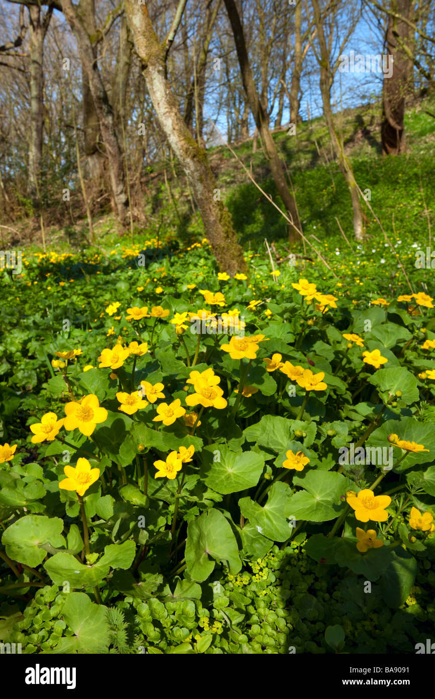 Marsh Marigold Stock Photo