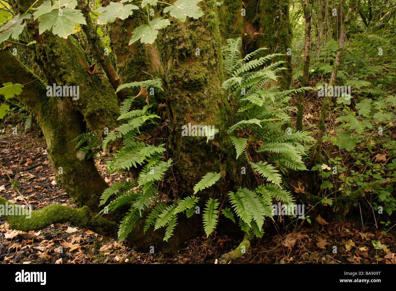 Intermediate polypody fern Polypodium interjectum growing on a sycamore UK Stock Photo