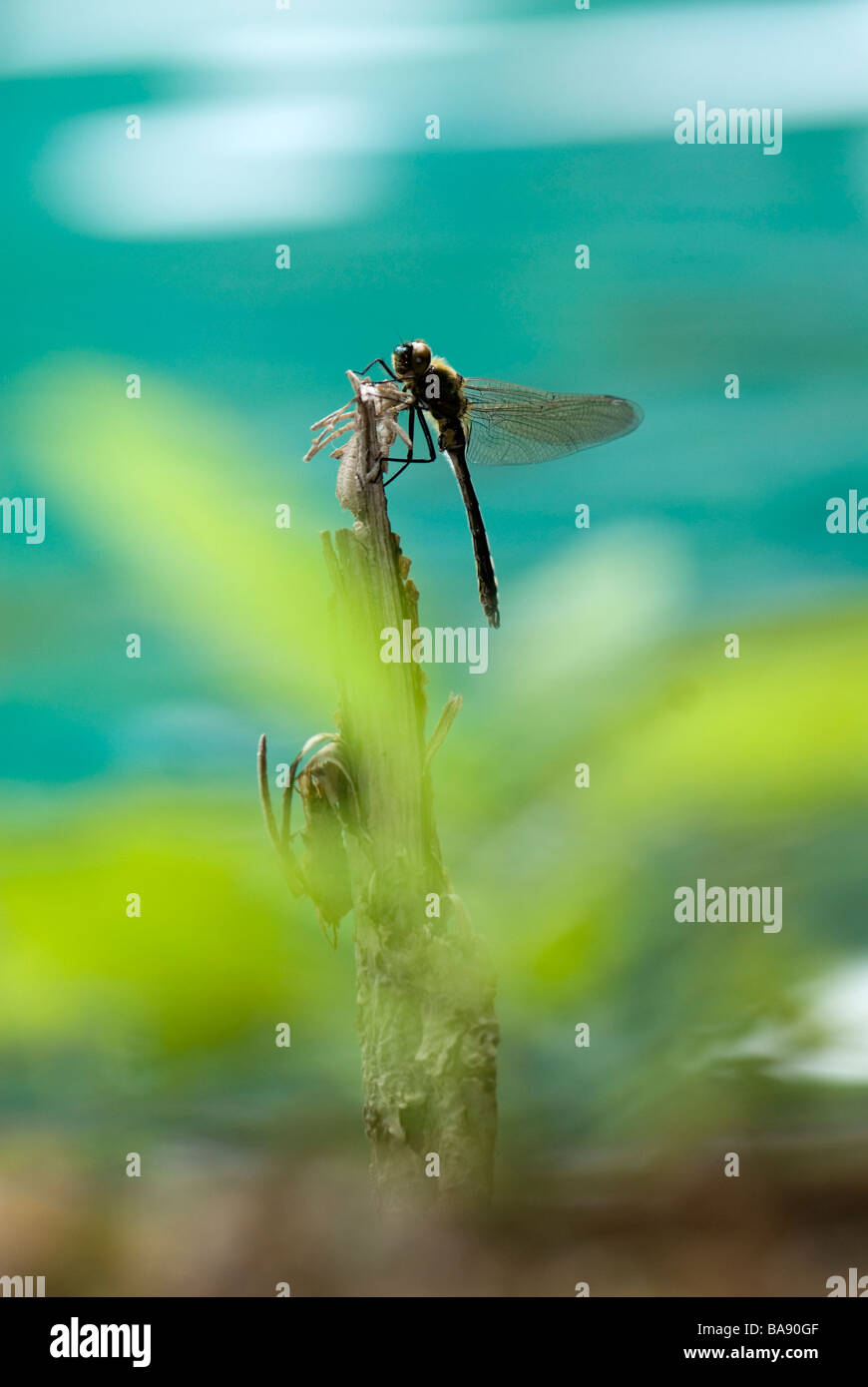A dragonfly close-up Stock Photo - Alamy