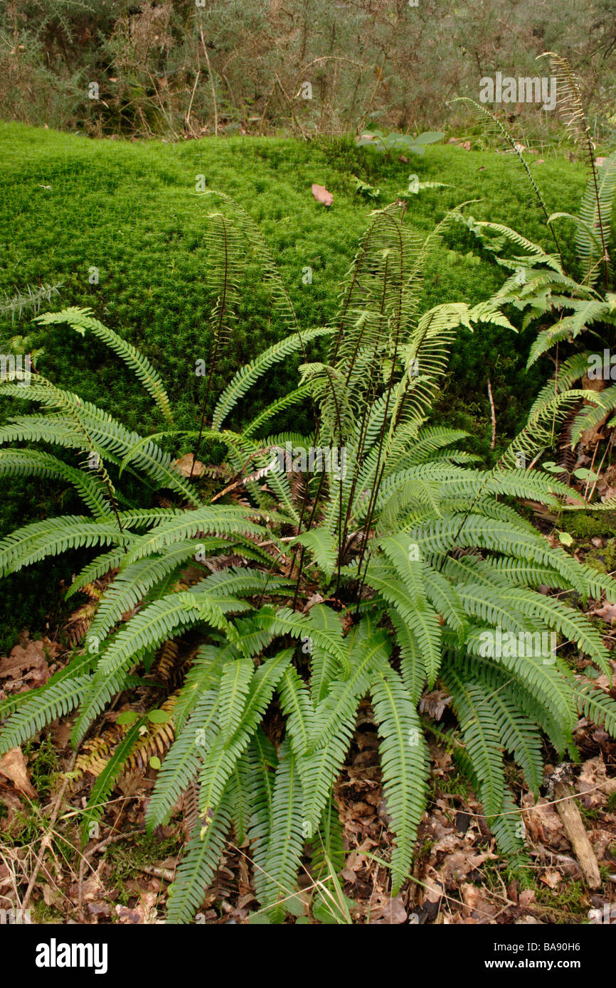 Hard fern Blechnum spicant Blechnaceae in woodland UK Stock Photo