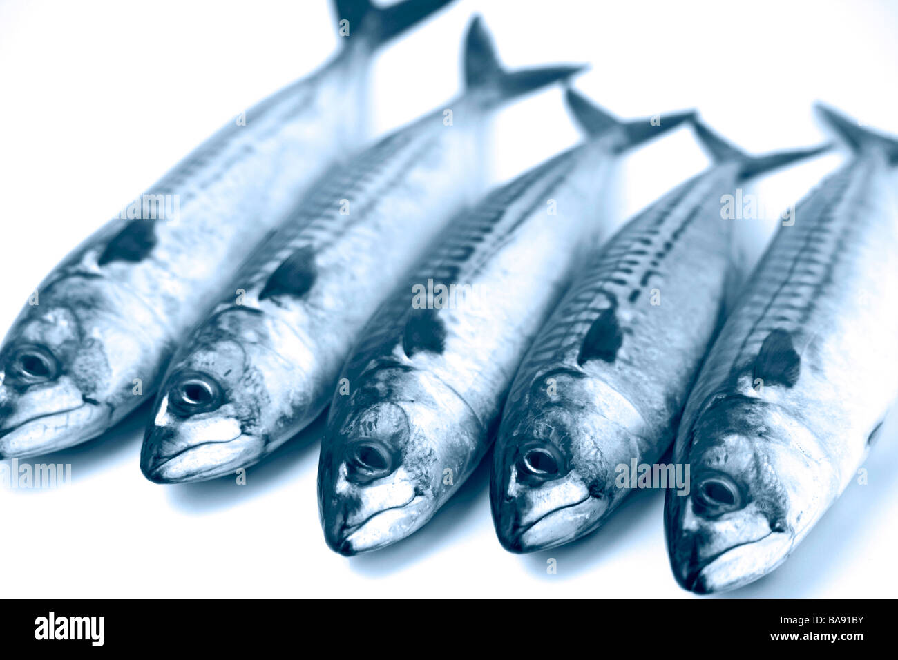 Mackerles Mackerels hi-res stock photography and images - Alamy