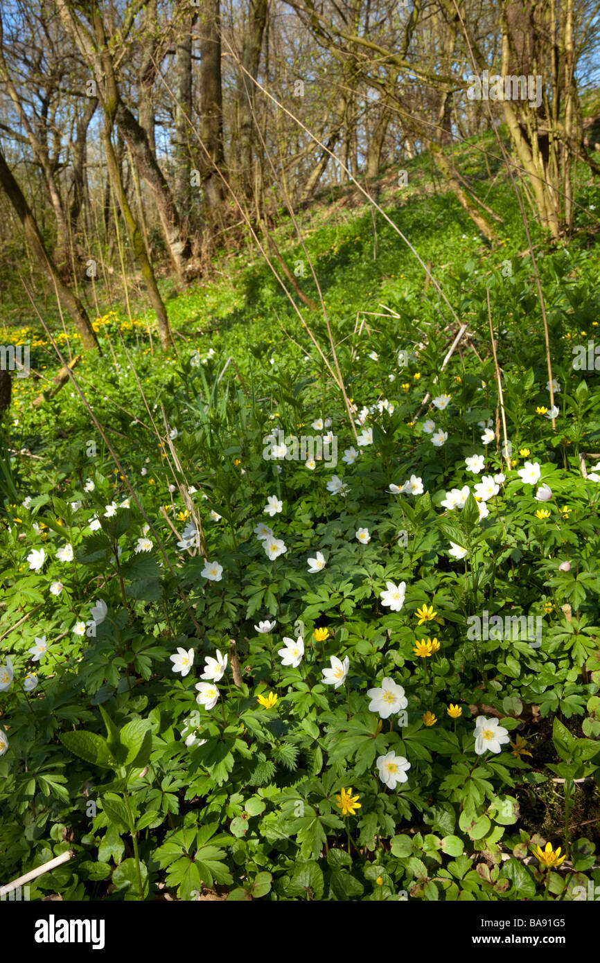 Wood Anenome Stock Photo