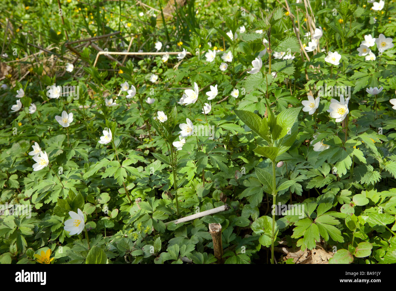 Wood Anenome Stock Photo