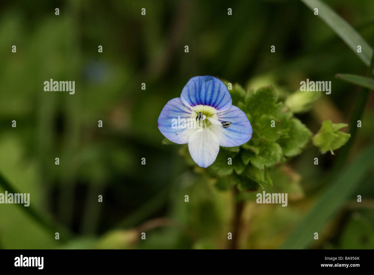 Slender Speedwell Veronica filiformis Family Scrophulariaceae.  Flower in close up macro detail a small flower of 5 - 10 mm Stock Photo