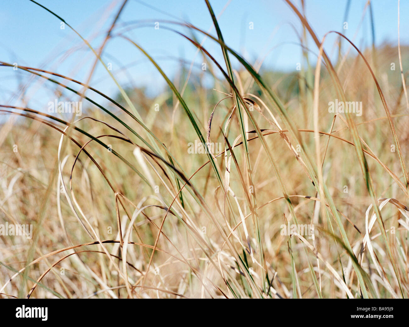 Grass growing extreme close up hi-res stock photography and images - Alamy