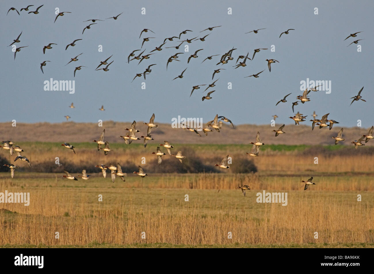Flock of wigeon Anas penelope in flight over grazing marshes at Holkham National Nature Reserve in Norfolk March Stock Photo