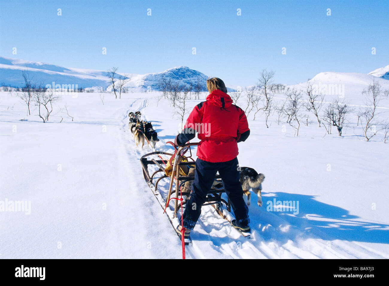 Man behind a dog sledge, Saltoluokta, Lappland, Sweden. Stock Photo