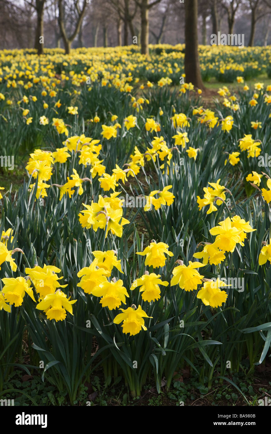 Daffodils - Narcissus -  Abington Park, Northamptonshire, England, UK Stock Photo