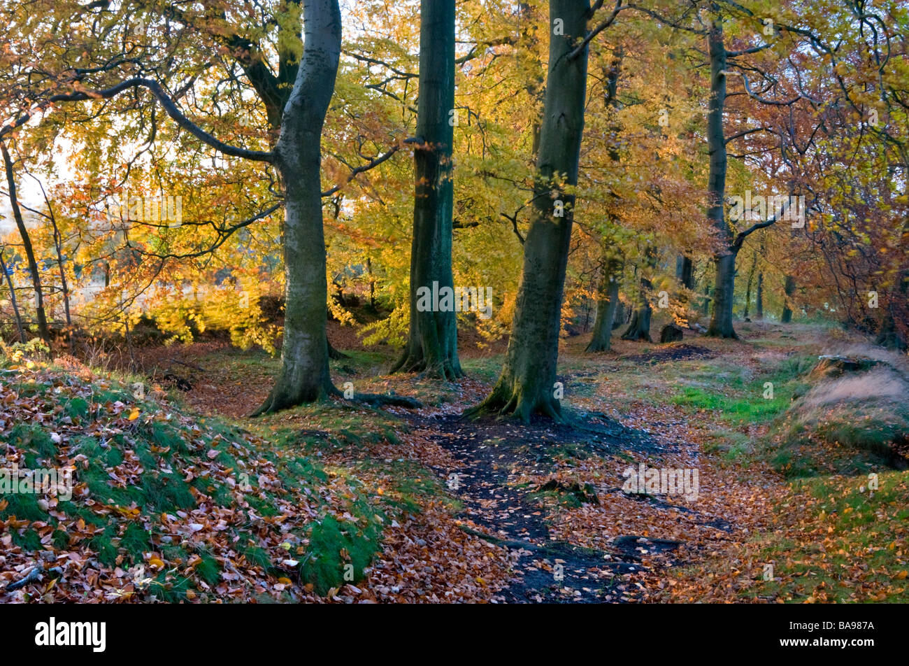 Artists Lane in Autumn, Alderley Edge, Cheshire, England, UK Stock Photo
