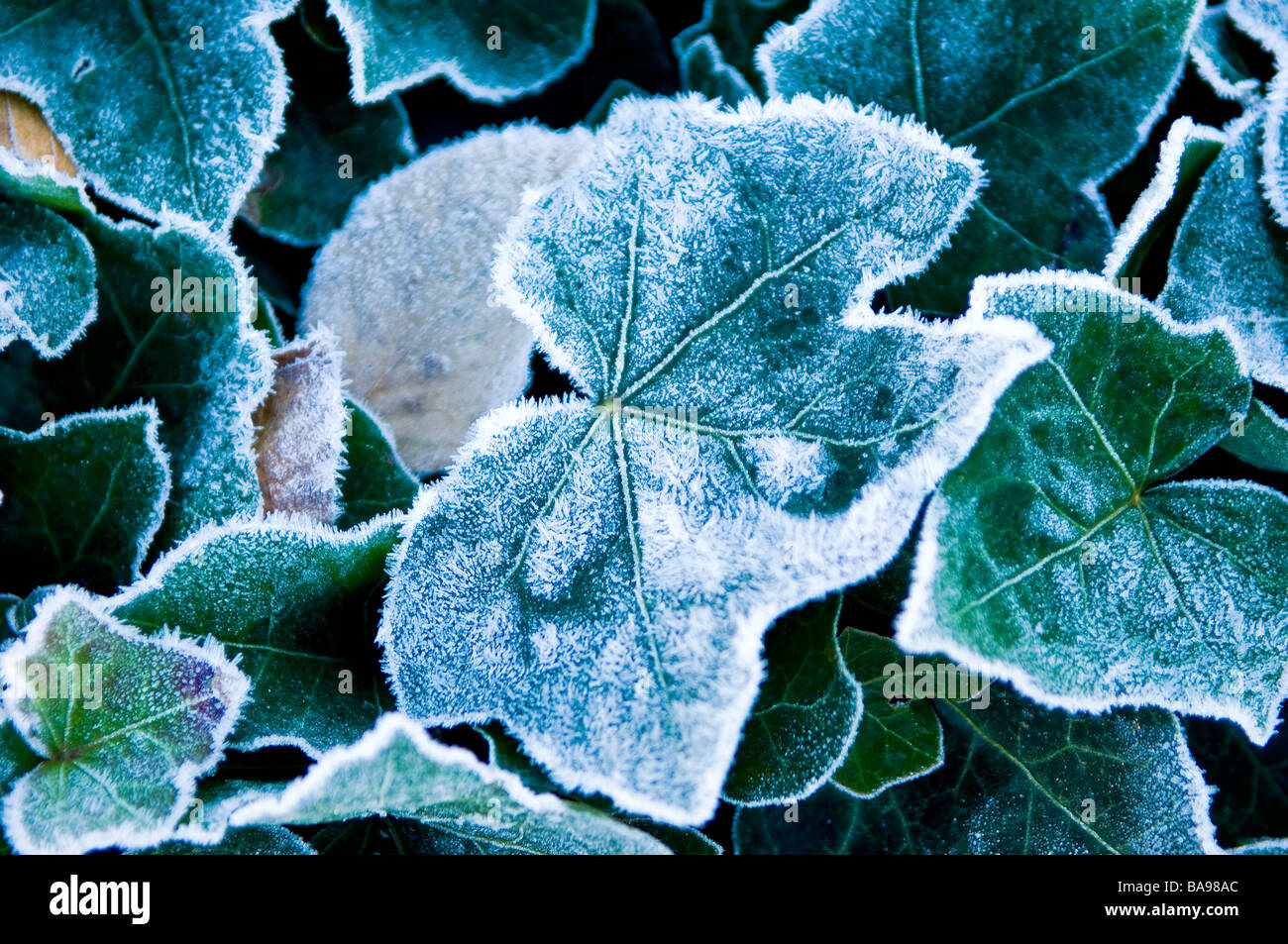 A close up of ice covered leaves on a very cold winters morning. Stock Photo