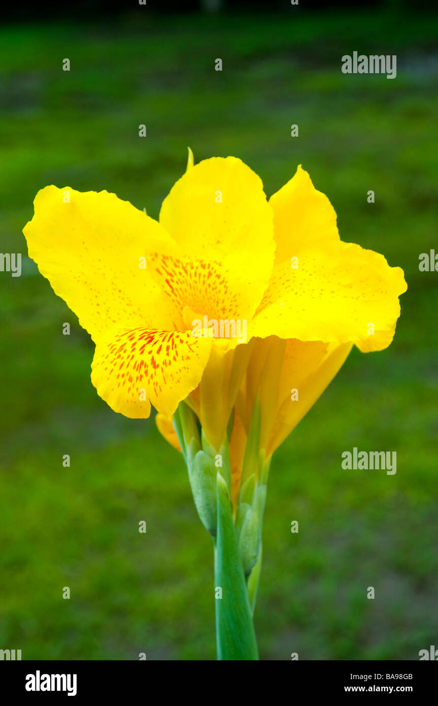 Closeups views of the yellow Canna Lily flower in Costa Rica Central America Stock Photo