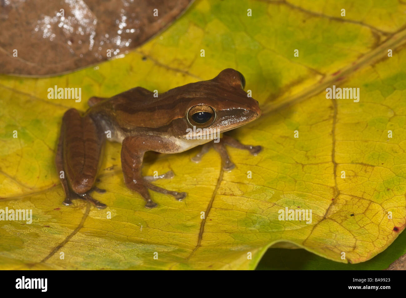 Four lined Tree Frog Polypedates leucomystax Bako Sarawak Borneo Malaysia Stock Photo