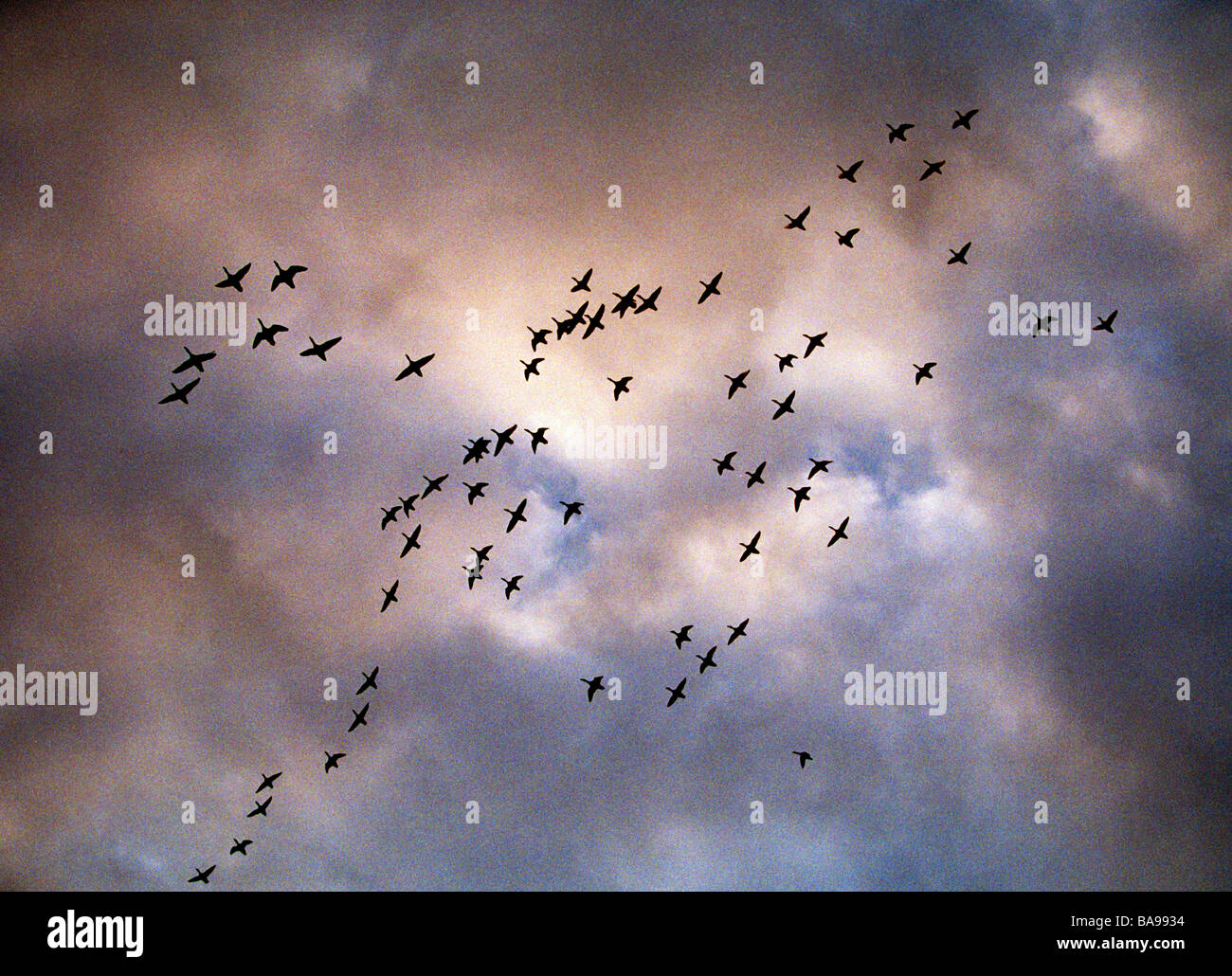 Birds flying in colorful clouds hi-res stock photography and images - Alamy